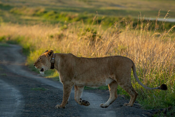 Fototapeta na wymiar Lions in Africa