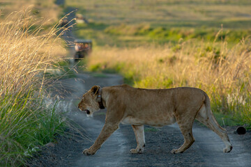 Lions in Africa