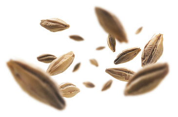 Barley malt grains levitate on a white background
