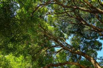 Large massive branchy willow branches against blue sky. Natural and botanical background.