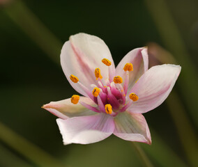 Fototapeta premium butomus umbellatus