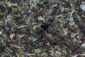 Anthill in the forest. View from above.