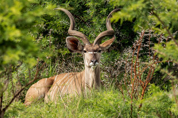 Kudu in Africa