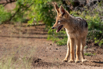 Black Backed Jackal