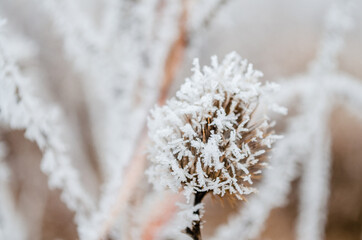 The first snow in the plains of Vojvodina. Novi Sad, Serbia 