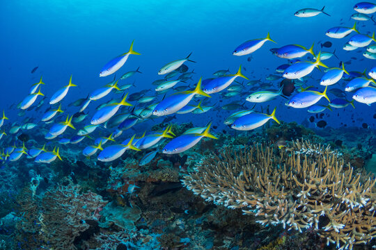 Rainbow runner deals