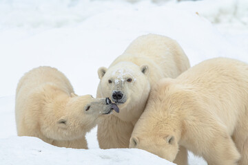 Three polar bears, arctic family with one cub licking the face of Mom, Mother, Mum with white...