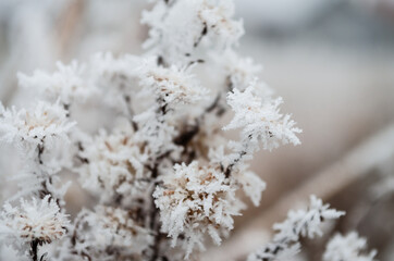 The first snow in the plains of Vojvodina. Novi Sad, Serbia 