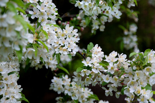 An Isolated, Close Up Eye Level View Of Blooming White Lilac Flowers With Yellow Stamen