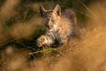 Lynx cub from the front walking in the yellow grass. Small baby animal in natural behaviour. Lynx lynx. © Stanislav Duben