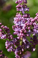 Lilac on a branch