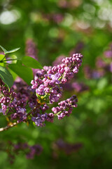 Lilac on a branch