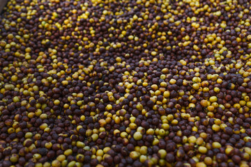red coffee ripeness dry process coffee