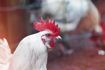 Portrait of a white rooster. Close-up. Expressive eye. Blurred background.
