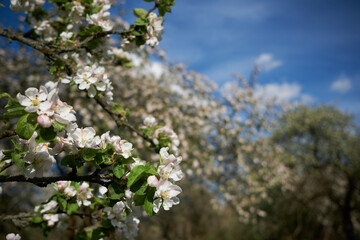 Apple blossom