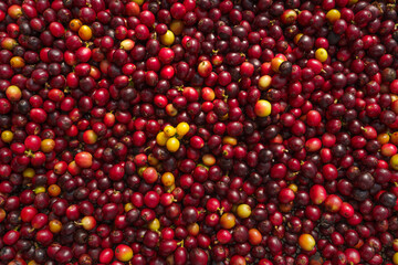 red coffee In the sack and on the hand