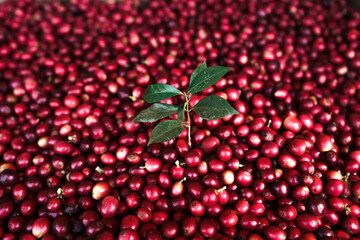 red coffee In the sack and on the hand