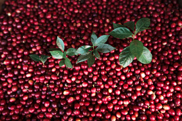 red coffee In the sack and on the hand