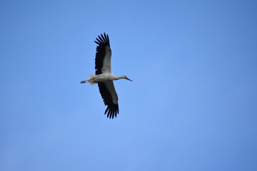 beim Fliegen