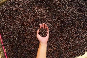 Cherry coffee beans,yellow coffee ripeness dry process coffee