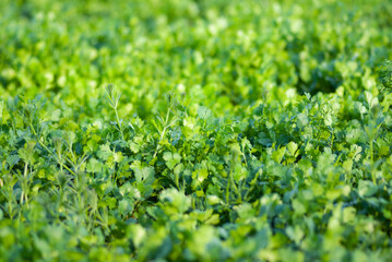 Coriander leaves in vegetables garden for health, food and agriculture concept design. Organic coriander leaves background.