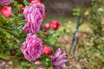 beautiful pink roses in a garden.