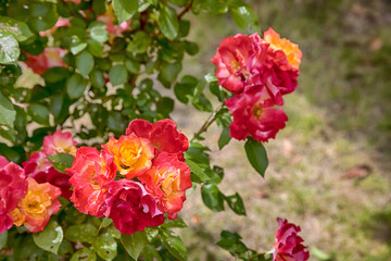 Beautiful red roses in a garden.