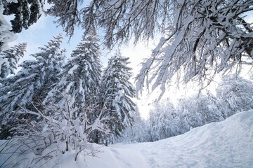 Paysage enneigé dans le massif du Sancy 