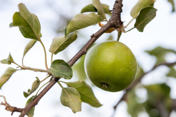 Green apples on apple tree branch in a garden.