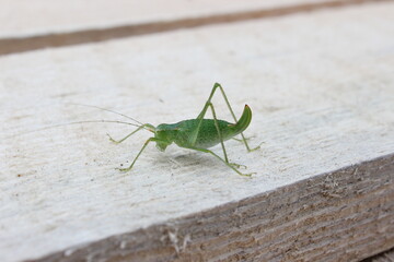 grasshopper on a wooden table