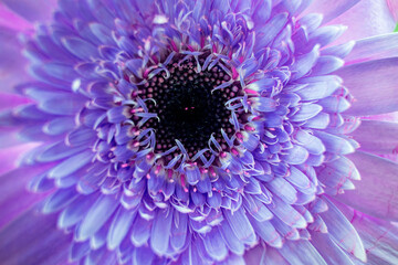 purple aster flower