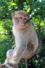 japanese macaque on a tree