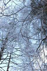 snow branches bottom view