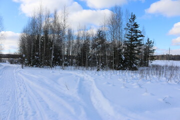 snowy field, a blue sky Sunny day, the pine forest