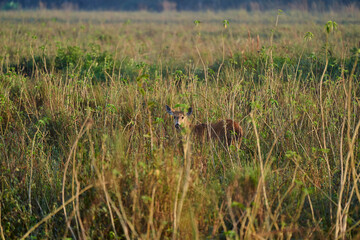 The marsh deer, Blastocerus dichotomus, also swamp deer, largest deer species from South America can mostly be found in the swampy region of the pantanal, Brazil, South America