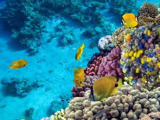Fototapeta na wymiar Colorful Coral Reef With Hard Corals At The Bottom Of Tropical Sea