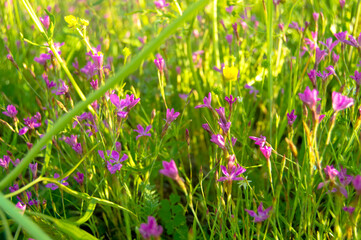 pink flowers in the grass