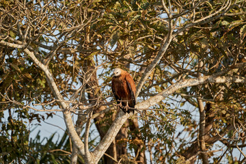 black collared hawk, Busarellus nigricollis, is a species of bird of prey in the family Accipitridae in a tree along the Transpantaneira in the wetlands of the Pantanal swamp, Brazil, South America