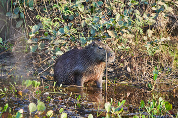 capybara, Hydrochoerus hydrochaeris, the largest living rodent in the world, is a giant cavy rodent native to South America. Pantanal along the transpantaneira to Porto Jofre, Brazil