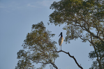 The Jabiru is a tall wading bird found in the Americas from Mexico to Argentina and the largest stork species with a black head and red neck with inflatable throat, Pantanal, Porto Jofre, Brazil