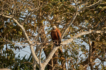 black collared hawk, Busarellus nigricollis, is a species of bird of prey in the family Accipitridae in a tree along the Transpantaneira in the wetlands of the Pantanal swamp, Brazil, South America