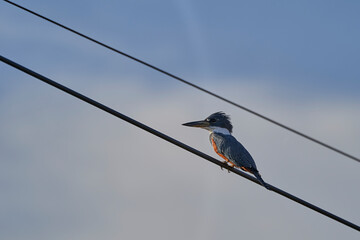 green kingfisher, Chloroceryle americana, perched on a cable along the Transpantaneira to Porto Jofre in the wetlands of the Pantanal swamp in Brazil, South America
