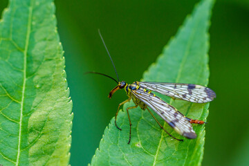 Skorpionsfliege (Panorpa communis) Weibchen