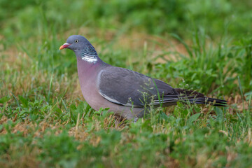 Ringeltaube (Columba palumbus)