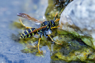 Haus-Feldwespe (Polistes dominula)