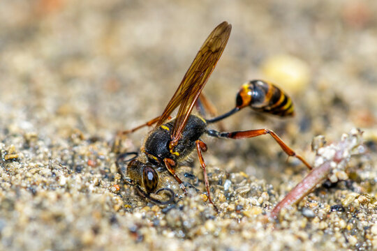 Orientalische Mauerwespe (Sceliphron curvatum)