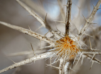 dry centaurea