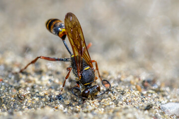 Orientalische Mauerwespe (Sceliphron curvatum)