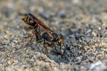 Orientalische Mauerwespe (Sceliphron curvatum)