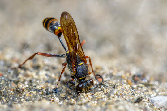 Orientalische Mauerwespe (Sceliphron curvatum)